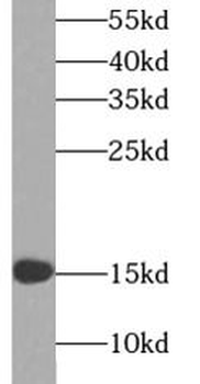 LGALS1 Antibody