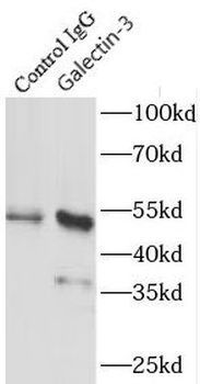 LGALS3 Antibody