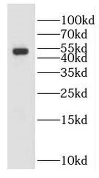 GALK2 Antibody