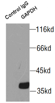 GAPDH Mouse Monoclonal Antibody