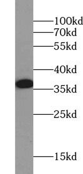 GAPDH Mouse Monoclonal Antibody