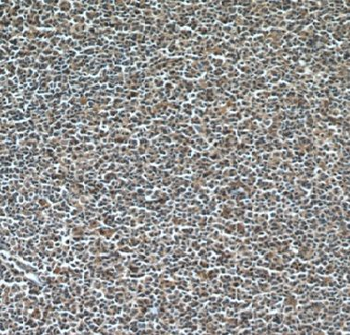 GCSAM Rabbit Polyclonal Antibody