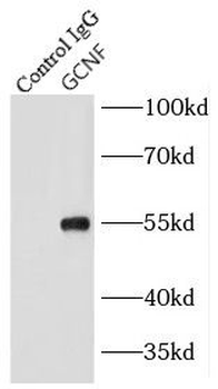 NR6A1 Rabbit Polyclonal Antibody