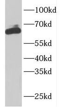 ARHGEF25 Rabbit Polyclonal Antibody