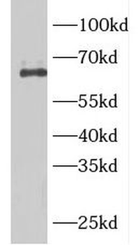 ARHGEF25 Rabbit Polyclonal Antibody