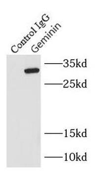 GMNN Rabbit Polyclonal Antibody