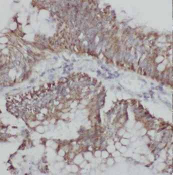 GMNN Rabbit Polyclonal Antibody