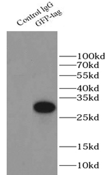 GFP tag Antibody