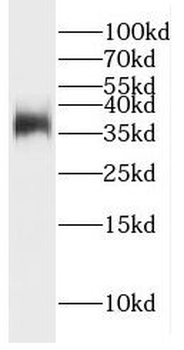 GFRA2 Antibody