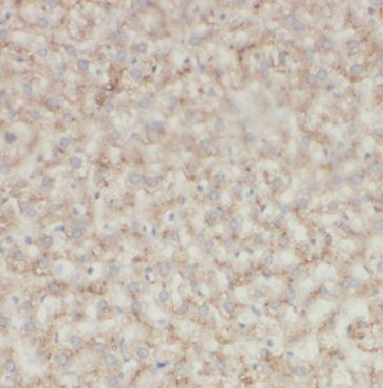 GFRA2 Antibody