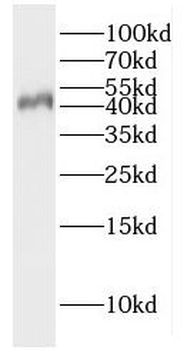 GFRA3 Antibody