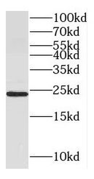 GH2 Antibody