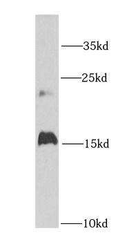 GHRL Rabbit Polyclonal Antibody