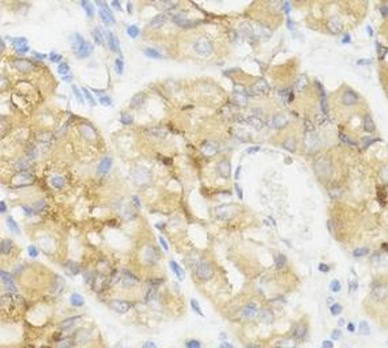 GHRL Rabbit Polyclonal Antibody