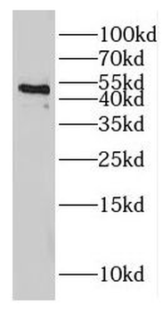 GJC2 Rabbit Polyclonal Antibody