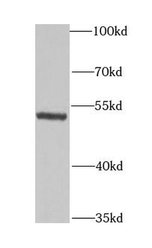 GLUD1 Antibody