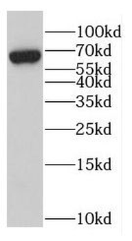 GPC1 Antibody