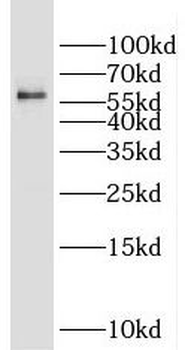 GLYR1 Antibody