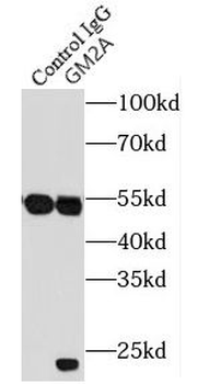 GM2A Rabbit Polyclonal Antibody