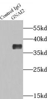 GNAI2 Rabbit Polyclonal Antibody