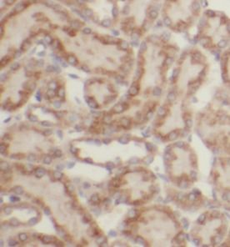 GNAI2 Rabbit Polyclonal Antibody