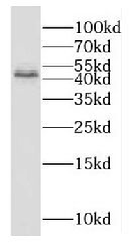 GNAS Antibody