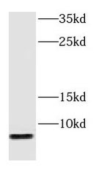 GNG2 Antibody