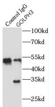 GOLPH3 Rabbit Polyclonal Antibody