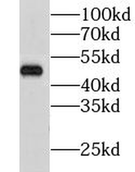 GPR37 Antibody