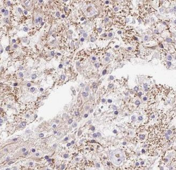 GPRASP2 Rabbit Polyclonal Antibody
