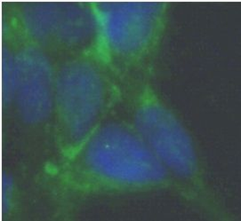 GPX3 Rabbit Polyclonal Antibody