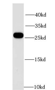 GPX4 Rabbit Polyclonal Antibody