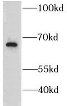 GRB10 Antibody
