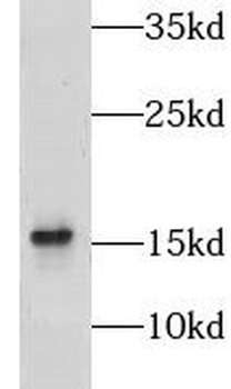 NDUFA13 Rabbit Polyclonal Antibody