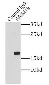 NDUFA13 Rabbit Polyclonal Antibody