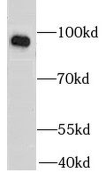 HSP90B1 Antibody