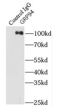 HSP90B1 Antibody
