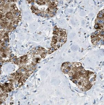 GRPEL1 Antibody