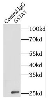 GSTA1 Rabbit Polyclonal Antibody