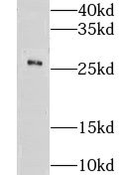 GSTA4 Antibody
