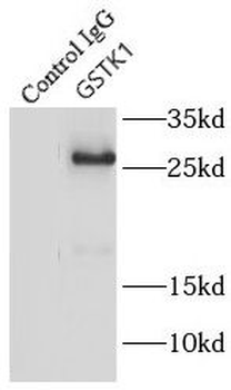 GSTK1 Rabbit Polyclonal Antibody