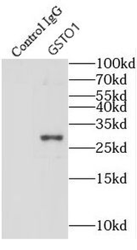 GSTO1 Rabbit Polyclonal Antibody