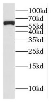 GTF2H1 Antibody