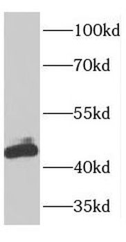 OLA1 Rabbit Polyclonal Antibody