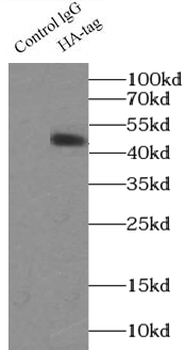 HA tag Antibody