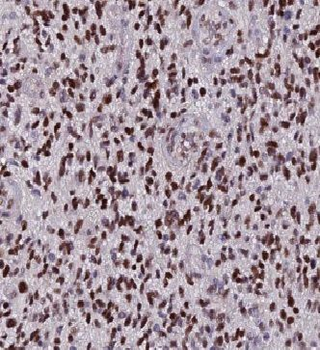 HAAO Antibody