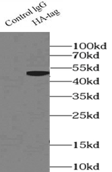 HA-Tag Antibody
