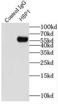 HBP1 Rabbit Polyclonal Antibody