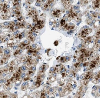 HBQ1 Rabbit Polyclonal Antibody