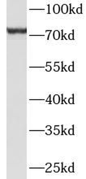 HBS1L Antibody
